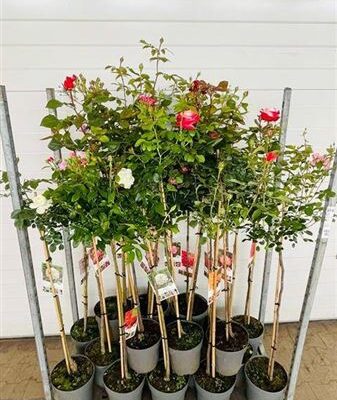 Троянди в горщику 'Ov'