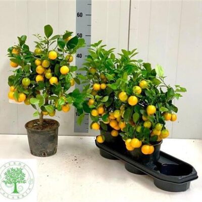 Цитрус 'Margarita calamondin'