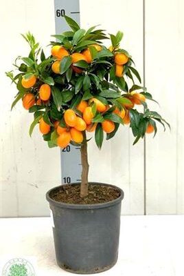 Цитрус 'Margarita qumquat'