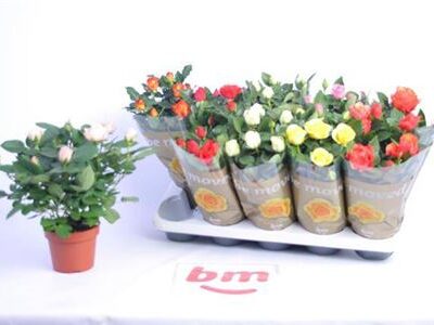 Троянди в горщику 'Gem'