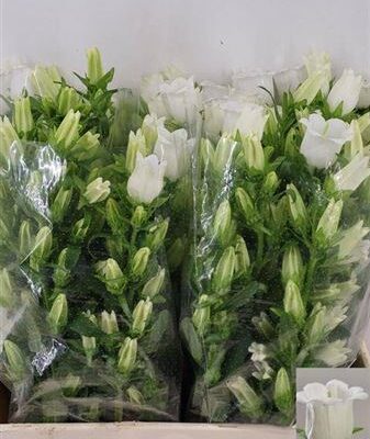 Кампанула 'Champion Whit'