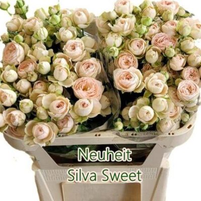 Кущова троянда 'Silva Sweet+'