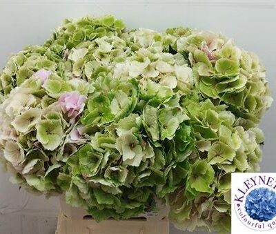 Гортензія 'Verena Cl'