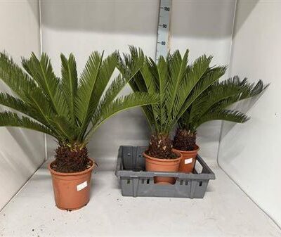 Цикас 'Revoluta'