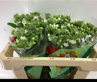 Оксіпеталум 'Perf Whi Harm'