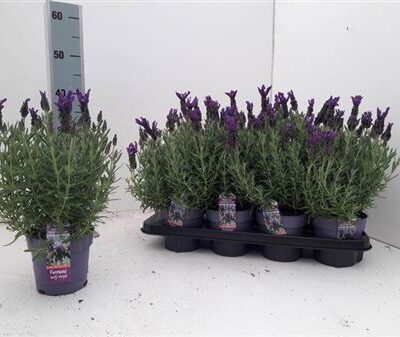 Лаванда 'Early Pu'