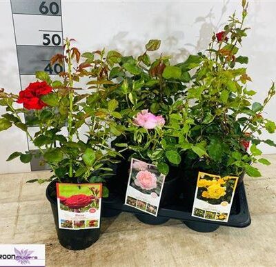 Троянди в горщику 'Ov'