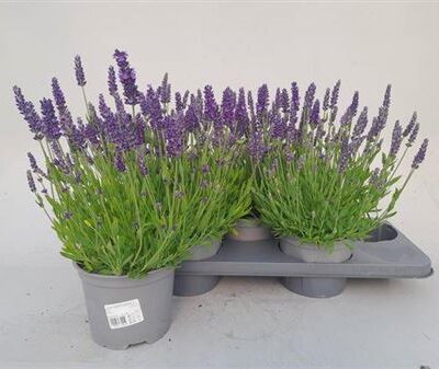 Лаванда 'Spear Blue'