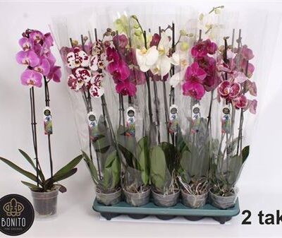 Орхідея 2-х стеблова 'Gem'