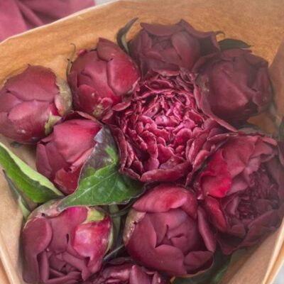 Піон місцевий Блек бюті