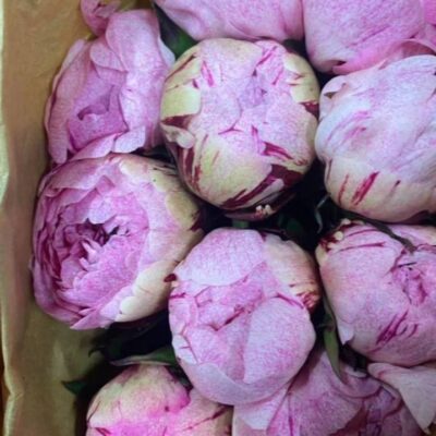 Піон місцевий сара юнік