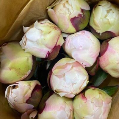 Піон місцевий Бовл оф Крем