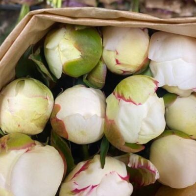 Піон місцевий Ширлі темпл