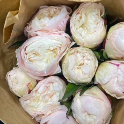 Піон місцевий Мері е нічелс