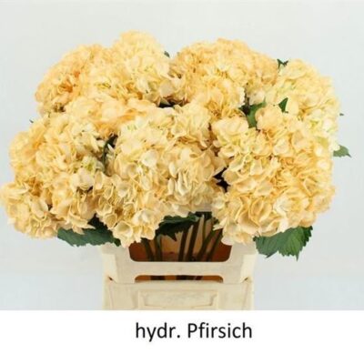 Гортензія 'Premium White'