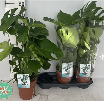 Монстера 'Deliciosa'