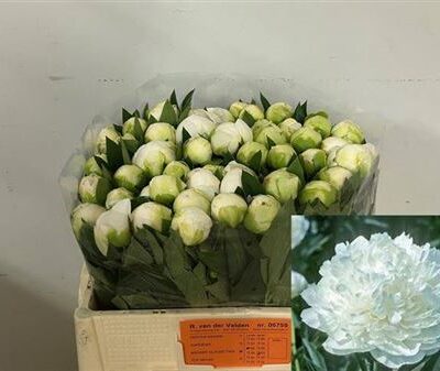 Піон 'Mme Cl Tain'