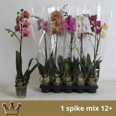 Орхідея 1-х стеблова 'Gem'