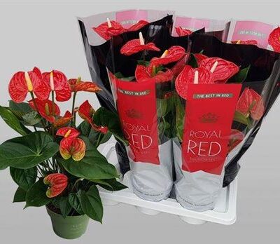 Антуріум «Florida»