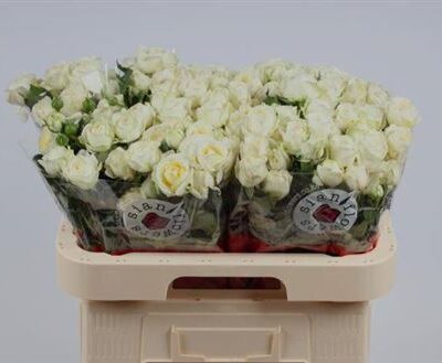 Кущова троянда 'Muthoni'