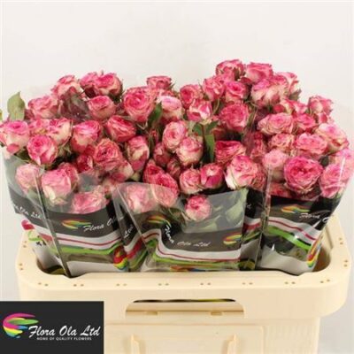 Кущова троянда 'Eyeopener'