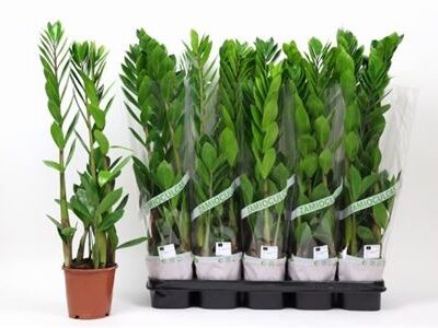 Заміокулькас 'Zamiifol'