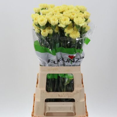 Гвоздика 'Illiad Yellow'