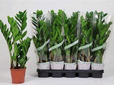 Заміокулькас 'Zamiifol'