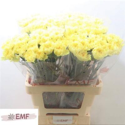 Гвоздика 'Hermes'