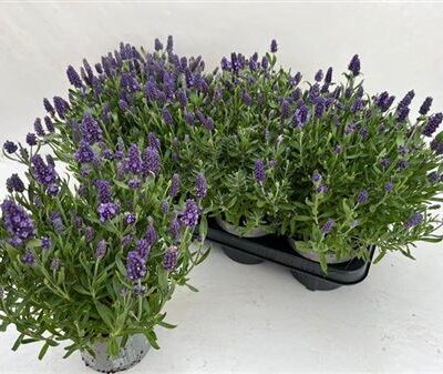 Лаванда 'Spear Blue'