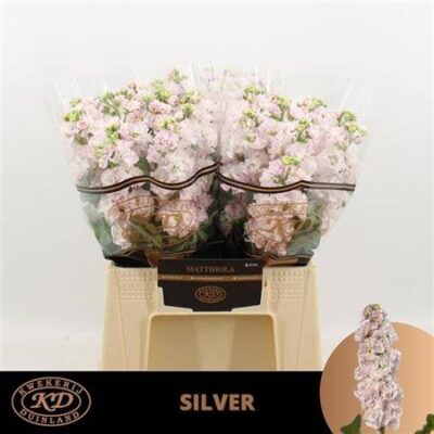 Матіола 'Stox Silver'