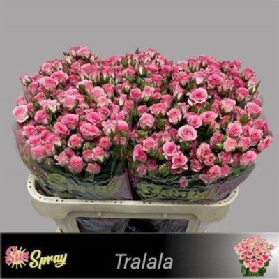Кущова троянда 'TRALALA'