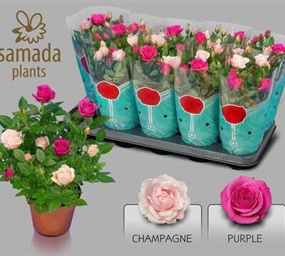 Троянди в горщику 'Classic Star'