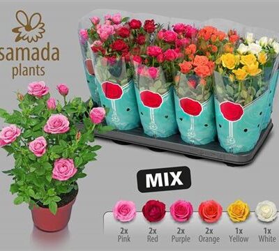 Троянди в горщику 'Gem 5 Srt'