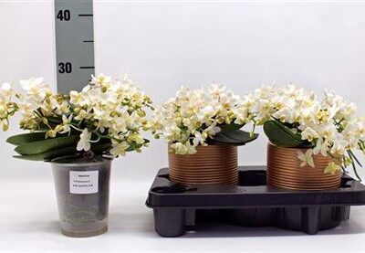 Орхідея мультифлора 'Nazare'