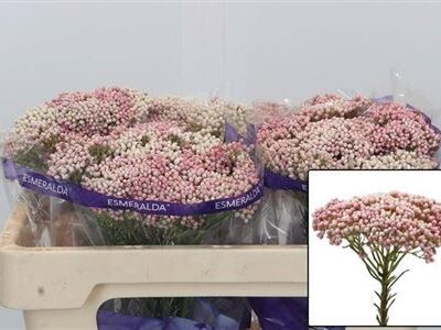 Озотамнус 'Cooks Tall Pin'