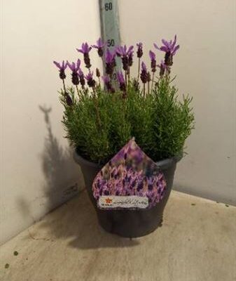 Лаванда 'Stoechas'