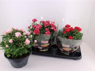 Троянди в горщику 'Mixk'