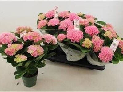 Гортензія 'Mag Revolutio'