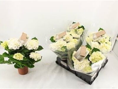 Гортензія 'Ice'