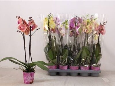 Орхідея 2-х стеблова 'Gem'