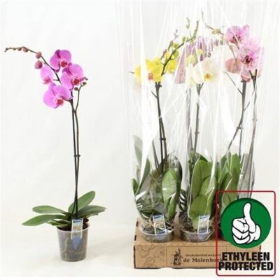 Орхідея 1-х стеблова 'Gem'