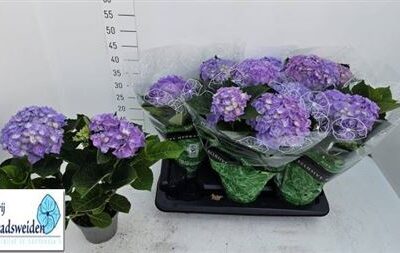 Гортензія 'Early Blue'