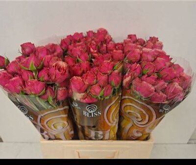 Кущова троянда 'Ant Trendsetter'