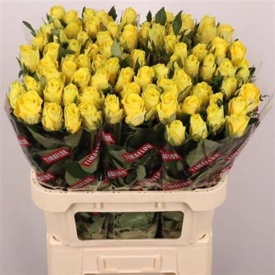 Одноголова троянда 'Good Times'