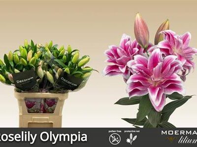 Лілія 'Olympia'