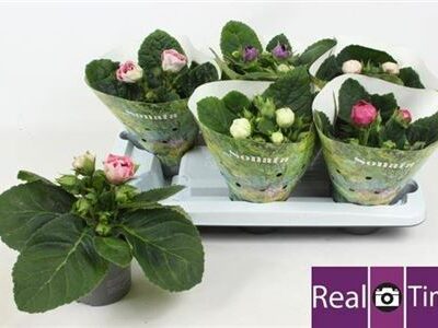 Геоксинія 'Gem'