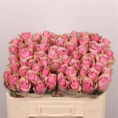 Одноголова троянда 'Athena Royale'