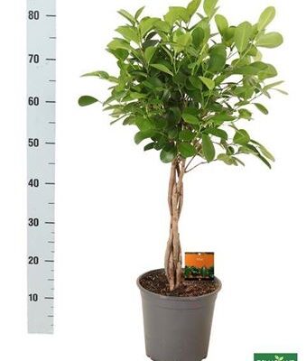 Фікус 'Moclame'