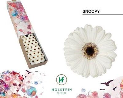 Гербера 'Snoopy'